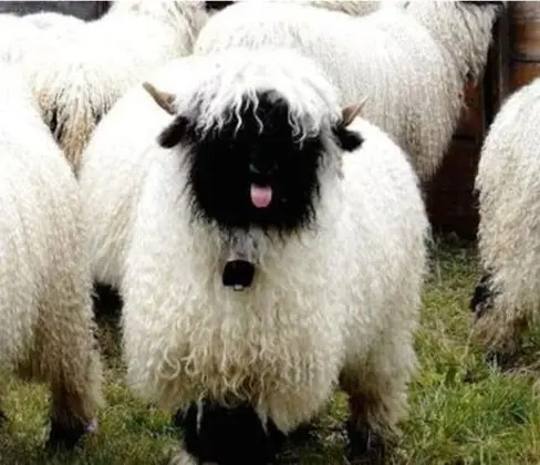 Kulübe, Birden Çok Yatak