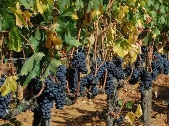 Ev, 2 Yatak Odası, Engellilere Uygun, Sigara İçilebilir