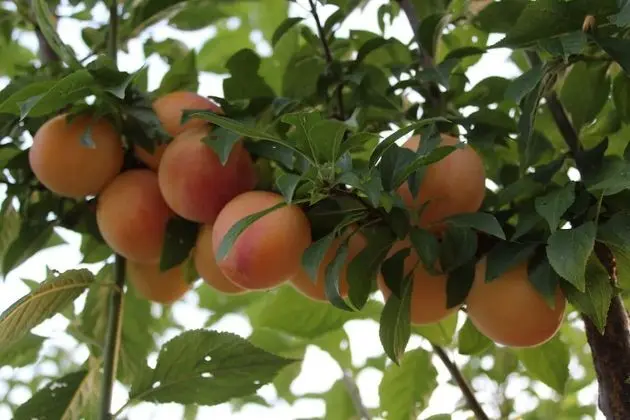 Apart Daire, 1 Yatak Odası, Teras