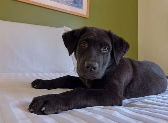 Oda, 2 Büyük (Queen) Boy Yatak (Pet Friendly)