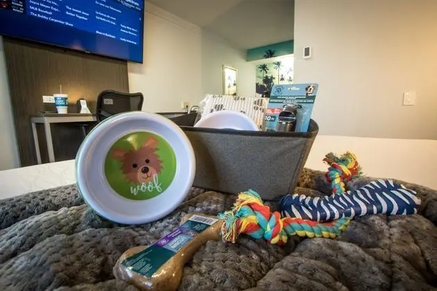 Exclusive Oda, 1 En Büyük (King) Boy Yatak, Sigara İçilmez