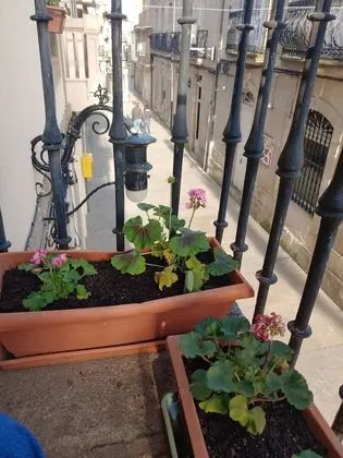 İki Ayrı Yataklı Oda, Ortak Banyo