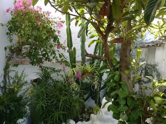 Deluxe Tek Büyük Yataklı Oda, 1 Çift Kişilik Yatak, Bahçe Manzaralı