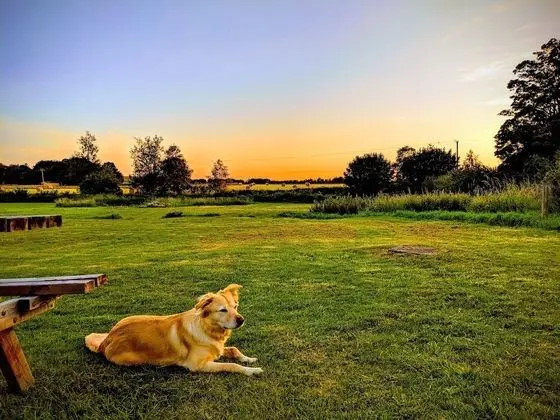 Deluxe Oda, 1 En Büyük (King) Boy Yatak, Bahçe Manzaralı