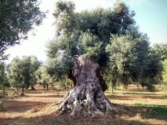 Oda, 1 Yatak Odası, Şömine