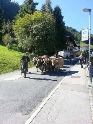 Stüdyo, 1 Yatak Odası, Veranda