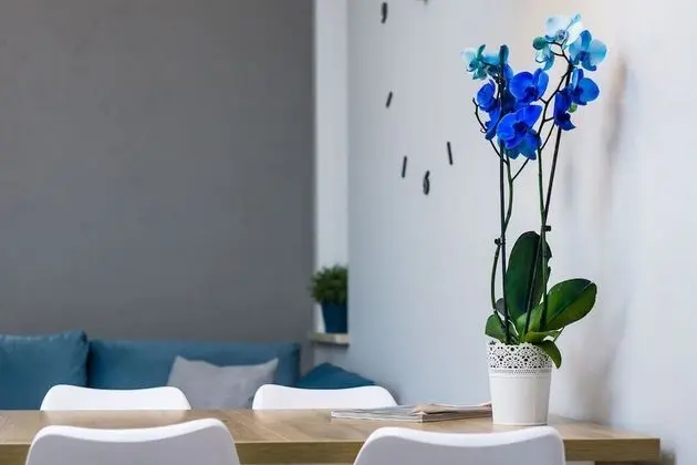 Nova Deluxe One-bedroom apartment