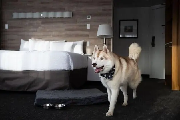 Standard Oda, 1 En Büyük (King) Boy Yatak (Pet Friendly)