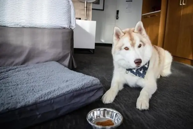 Standard Oda, 1 En Büyük (King) Boy Yatak (Pet Friendly)