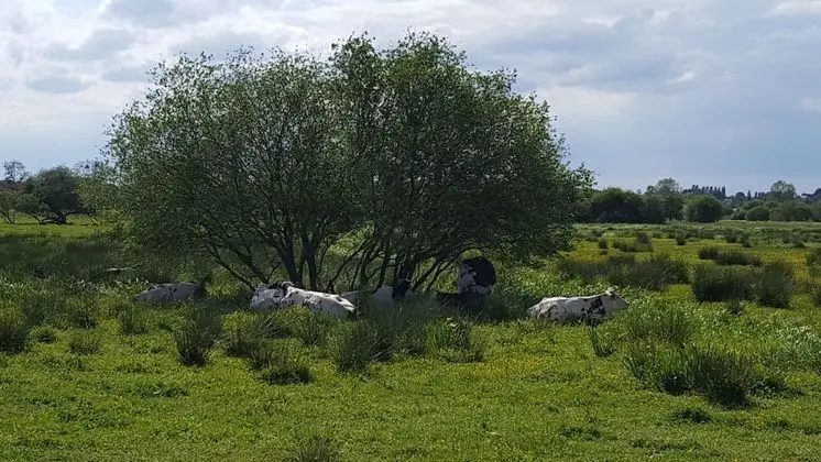Traditional Kır Evi, Ortak Banyo (Entre Ciel Et Marais)