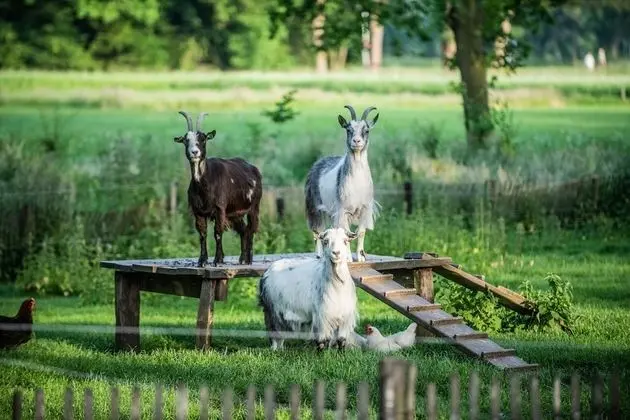 Comfort Oda, Bahçeli