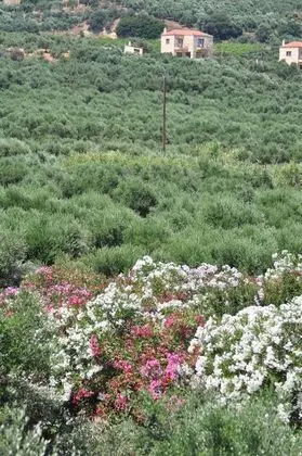 Comfort İki Ayrı Yataklı Oda, 1 Yatak Odası, Engellilere Uygun, Dağ Manzaralı
