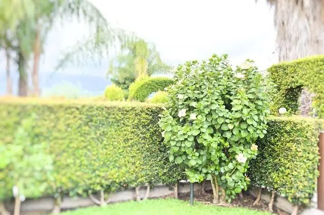 Ev, Sigara İçilebilir