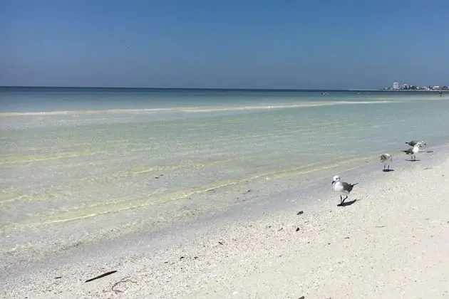 Ev (Esplanade by Siesta Key)