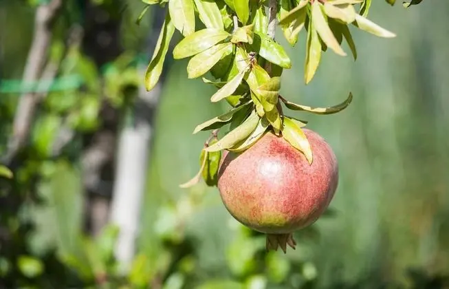 Apart Daire, 1 Yatak Odası, Balkon
