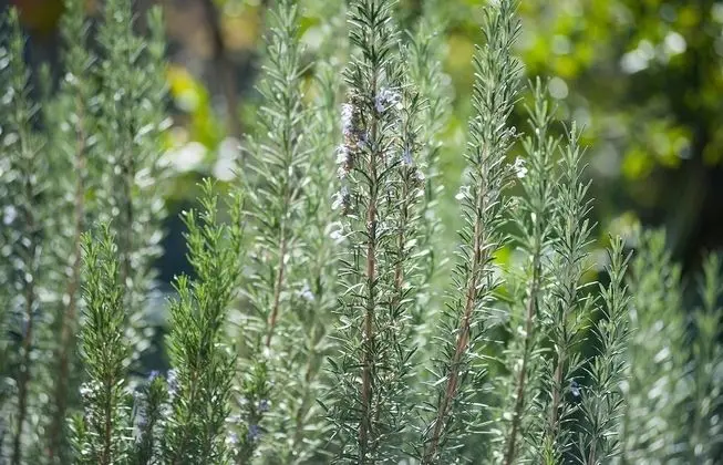 Apart Daire, 1 Yatak Odası, Balkon