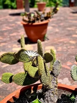 Villa, 4 Yatak Odası, Sigara İçilebilir, Şömine