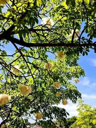 Villa, 4 Yatak Odası, Sigara İçilebilir, Şömine