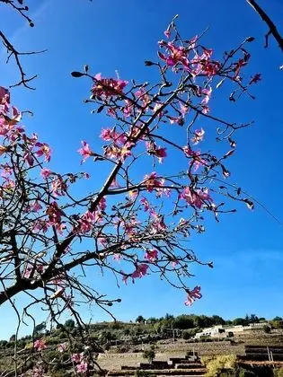 Villa, 4 Yatak Odası, Sigara İçilebilir, Şömine