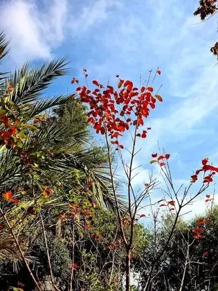 Villa, 4 Yatak Odası, Sigara İçilebilir, Şömine