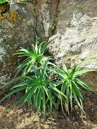 Villa, 4 Yatak Odası, Sigara İçilebilir, Şömine