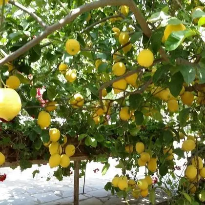 Ev, 2 Yatak Odası, Balkon