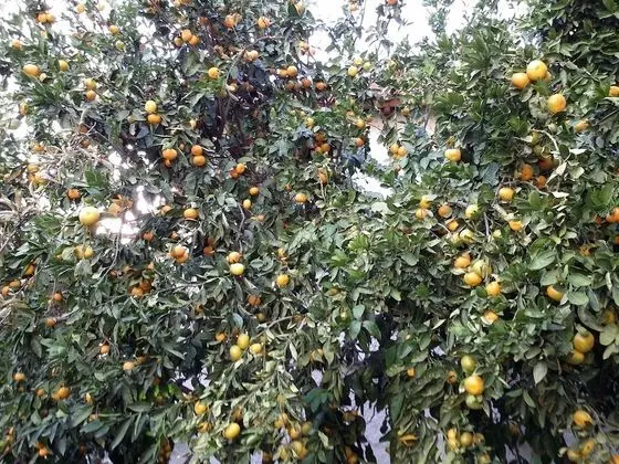 Kır Evi, 1 Büyük (Queen) Boy Yatak