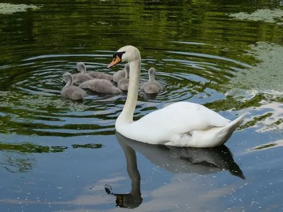 Kır Evi, Birden Çok Yatak