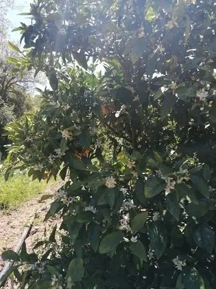 Kır Evi, 1 En Büyük (King) Boy Yatak