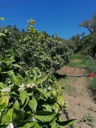 Kır Evi, 1 En Büyük (King) Boy Yatak