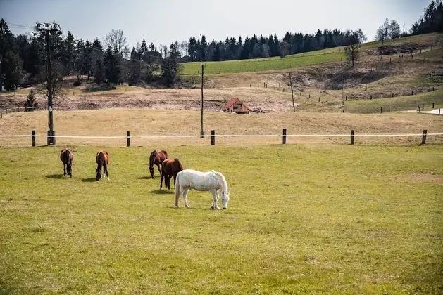 Apart Daire (Farm Stay Ana - Apartment 2)