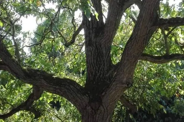Ev, Birden Çok Yatak