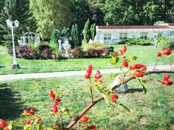 Comfort Bungalov