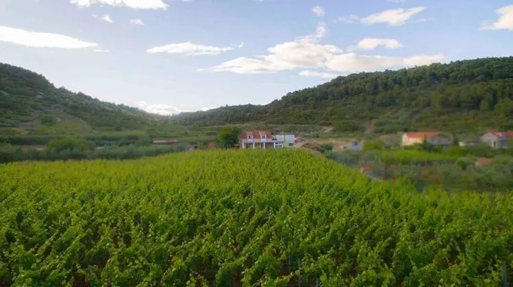 Stüdyo (Filip - vineyard and large terrace - )