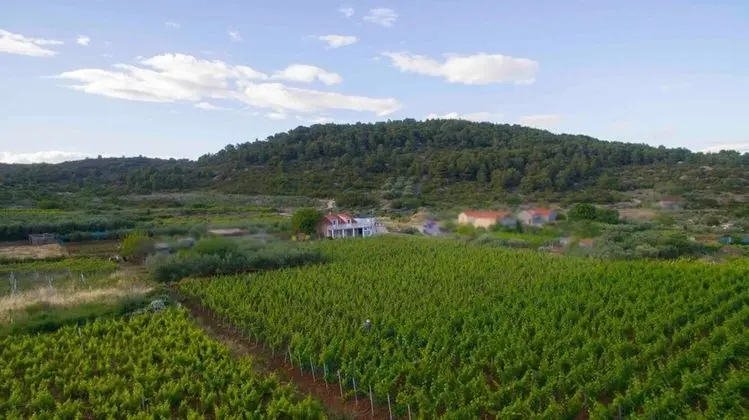 Stüdyo (Filip - vineyard and large terrace - )