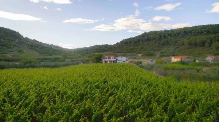 Stüdyo (Filip - vineyard and large terrace - )