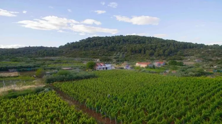 Stüdyo (Filip - vineyard and large terrace - )