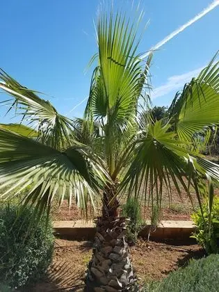 Deluxe Stüdyo Süit, Kısmi Deniz Manzarası