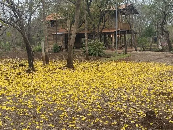 Traditional Kulübe