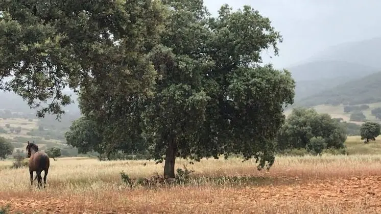 Deluxe Dört Kişilik Oda, Dağ Manzaralı