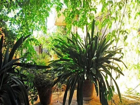 Apart Daire, 1 Yatak Odası, Bahçe Manzaralı (Ses Estaques)