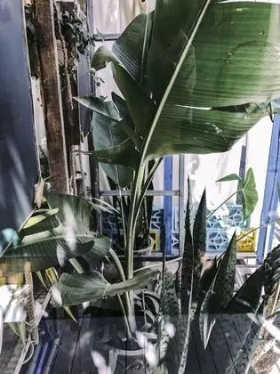 Comfort Üç Kişilik Oda, Bahçe Manzaralı, Bahçeli