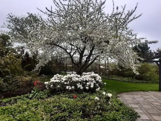 Ev, 5 Yatak Odası, Engellilere Uygun, Şömine