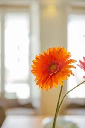 Dubleks, 1 Yatak Odası