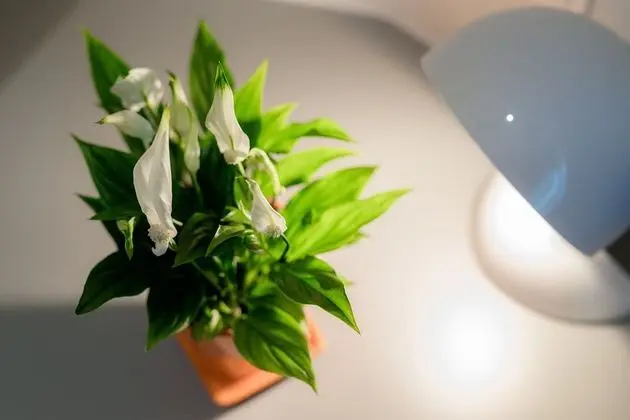 Tek Büyük Yataklı Oda, Balkon