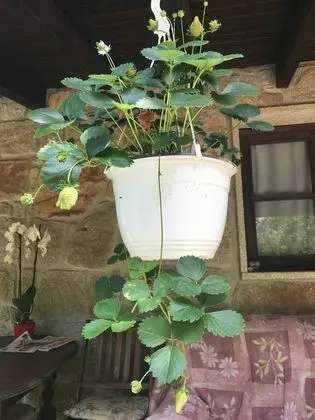 Ev, 1 Yatak Odası, Balkon