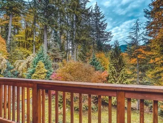 Kulübe, Birden Çok Yatak (Forest View Lodge)