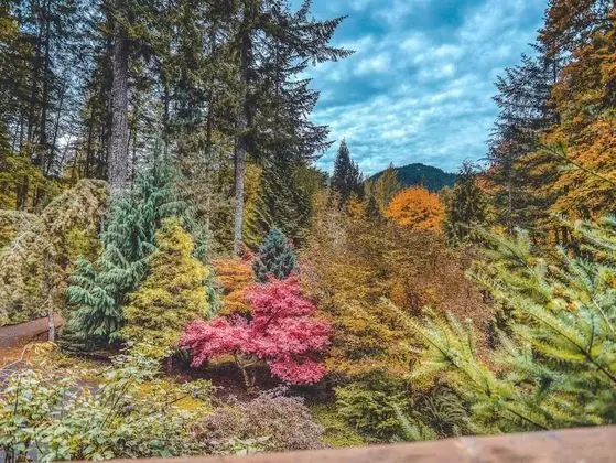 Kulübe, Birden Çok Yatak (Forest View Lodge)