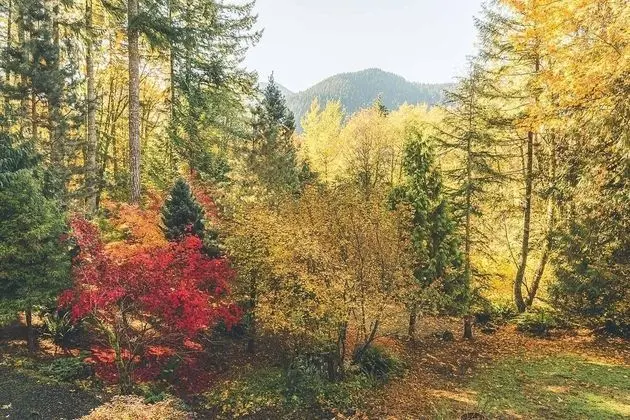 Kulübe, Birden Çok Yatak (Forest View Lodge)