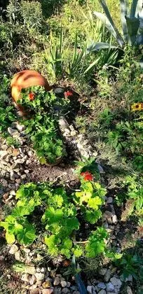 Üç Kişilik Oda, Bahçe Manzaralı